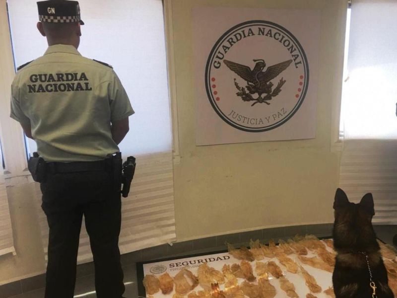 Decomisa Guardia Nacional especies en veda